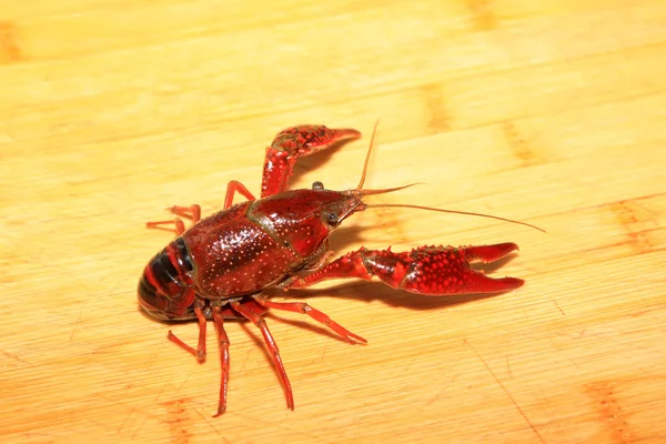 Satu crayfish menutup — Stok Foto