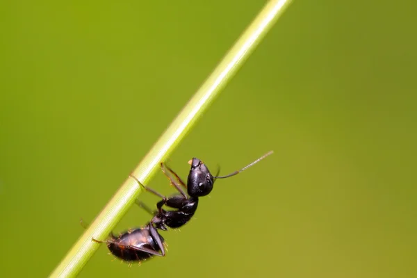 Camponotus japonicus na zelený list — Stock fotografie