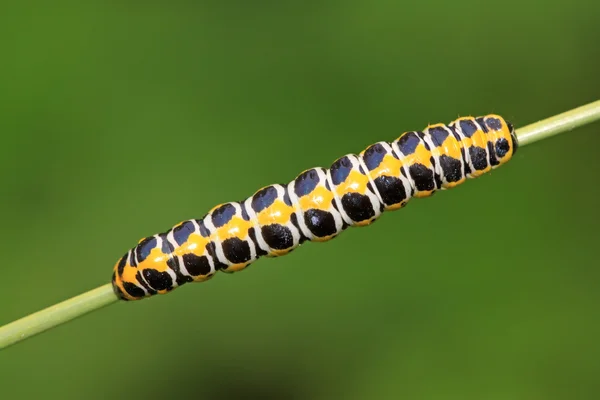 Larva de borboleta em planta — Fotografia de Stock