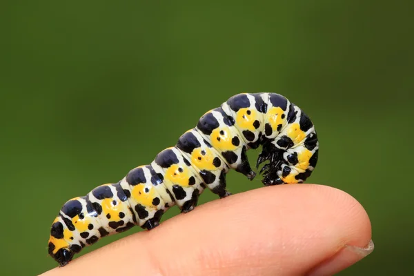 larva kişinin parmak içinde kelebekler