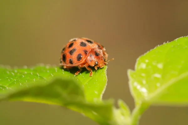 Insecte coccinelle de la pomme de terre — Photo