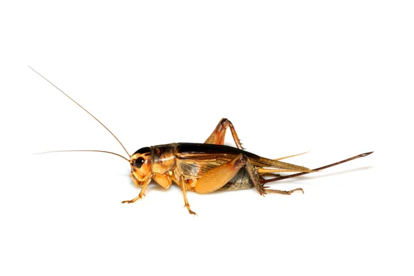 Insects cricket, grasshopper — Stock Photo, Image