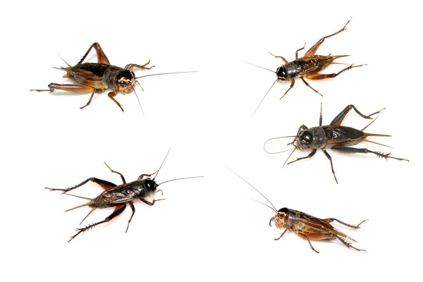 Orthoptera insetos, grilos — Fotografia de Stock