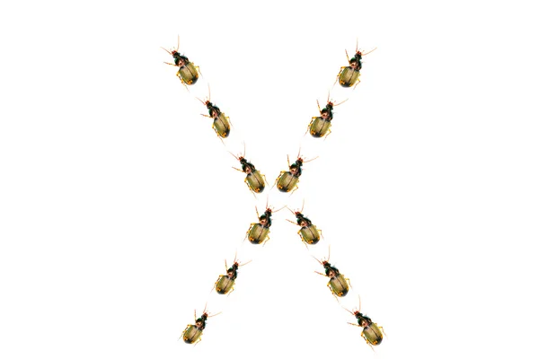 Käfer-Alphabet auf weiß — Stockfoto