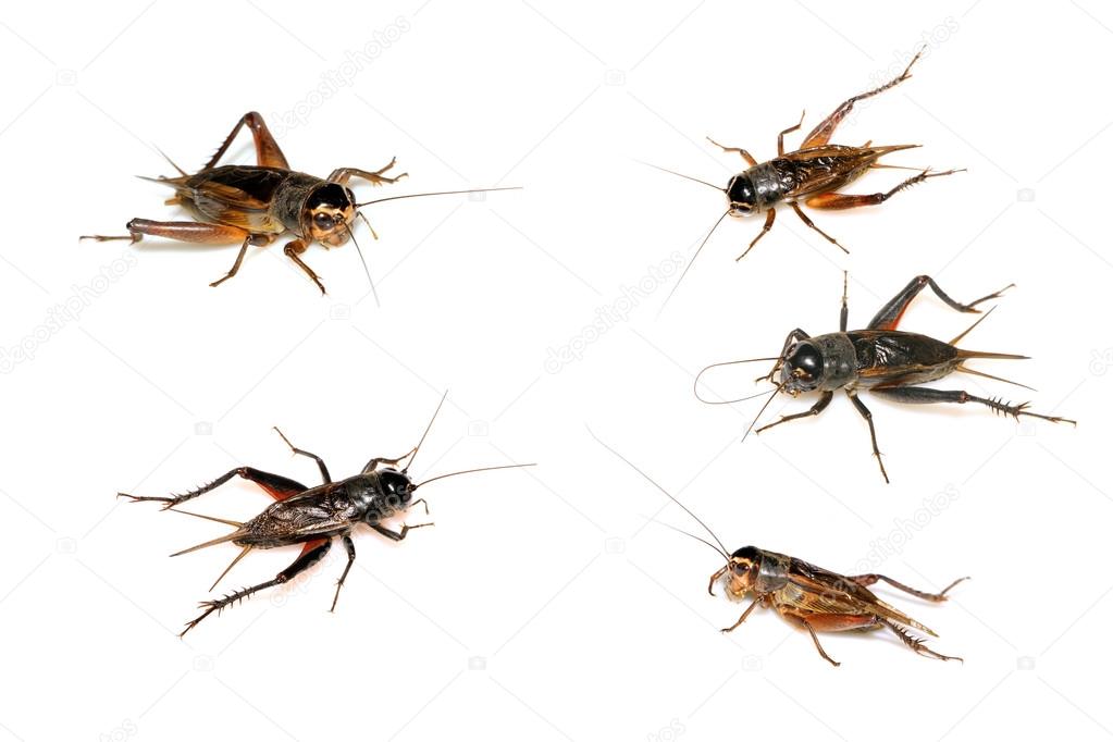 Orthoptera insects, crickets — Stock Photo © lnzyx 65235635