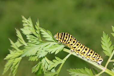 Kelebek larva tesisi