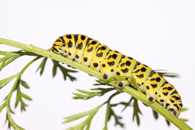 Kelebek larva dalı