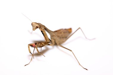 Mantis beyaza yakın çekim