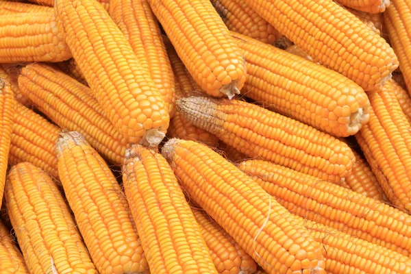 Corns bonzi material — Stock Photo, Image