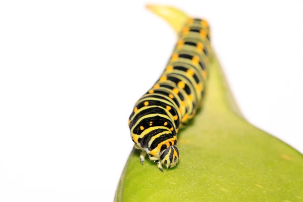 Butterfly larva in a leaf — Stok fotoğraf