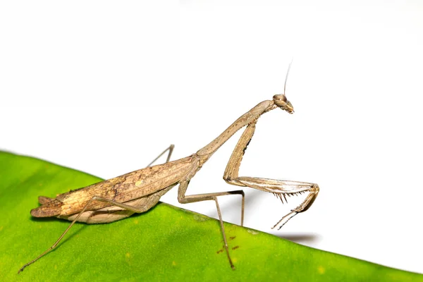 Närbild på en mantis på vit — Stockfoto