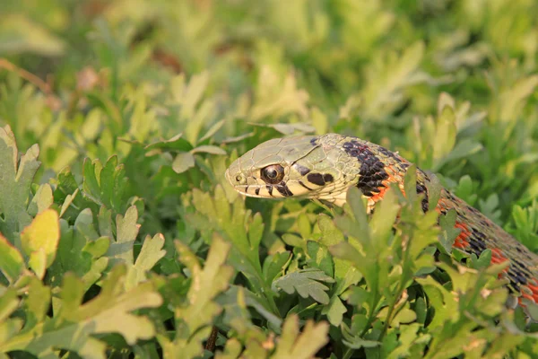 Snake in natural habitat — Stock Photo, Image