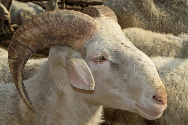 Owce twarz zwierzę — Zdjęcie stockowe