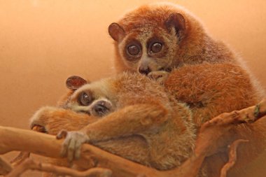 closeup slow lorises