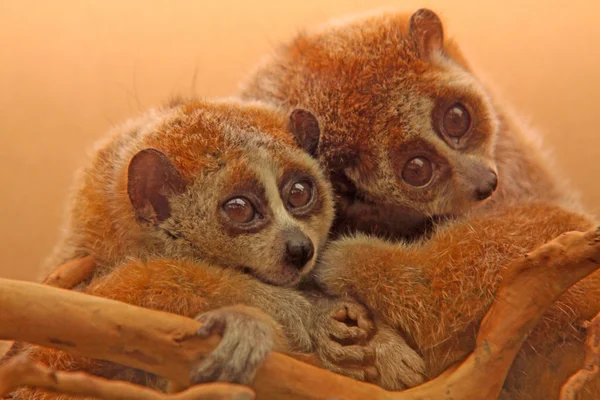 Closeup slow lorises — Stok fotoğraf