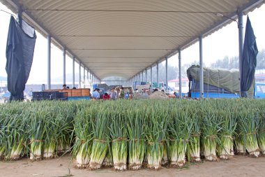 scallions demetleri  