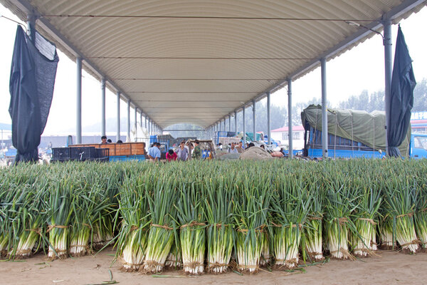 bundles of scallions  