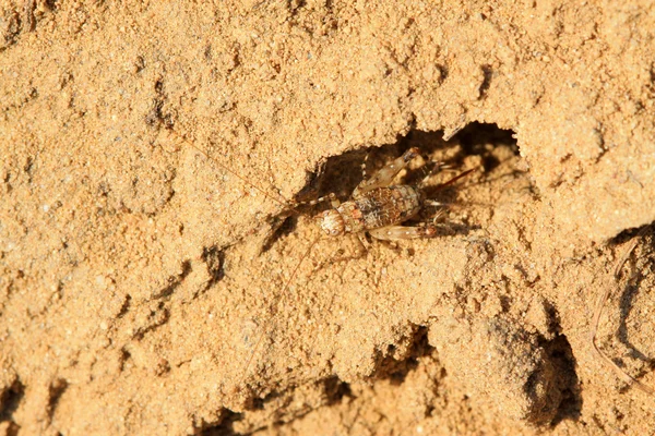 Um tipo de inseto chamado grilo — Fotografia de Stock