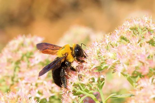 곤충의 꿀벌 종류 — 스톡 사진