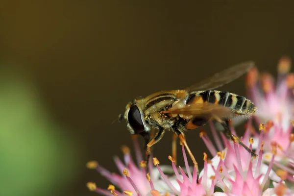 Syrphidae — Stock Photo, Image