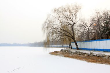 solmuş ve sarı ağaçlar kar