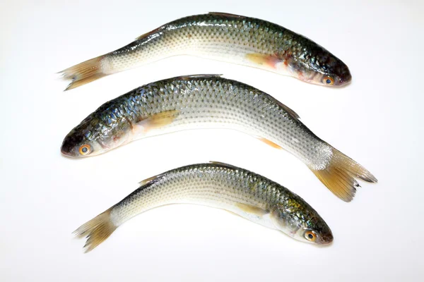 Barracuda frais — Photo