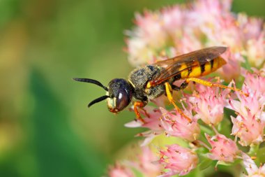 arıları böcek çiçek üzerinde