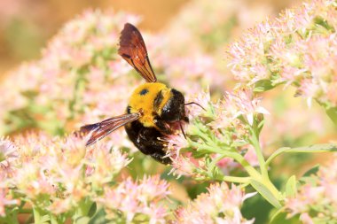 arıları böcek çiçek üzerinde
