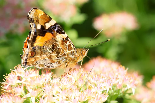 Insecto mariposa en flor — Foto de Stock