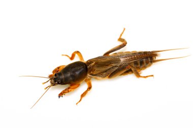 Köstebek kriket böcek