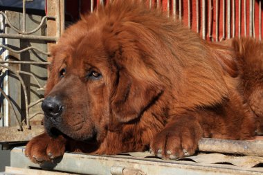 Tibetli mastiff closeup,