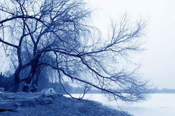 Withered and yellow trees — Stock Photo, Image