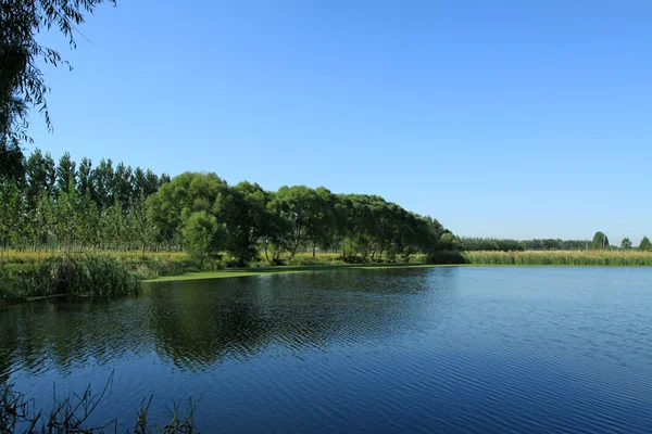 Cielo azul árboles verdes y agua , — Foto de Stock