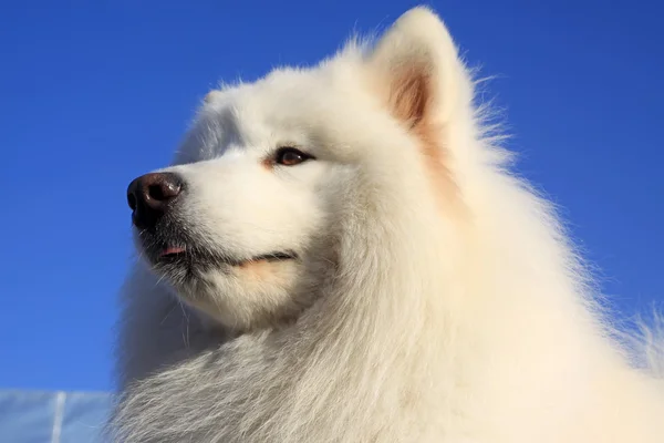 Um tipo de cão de estimação — Fotografia de Stock