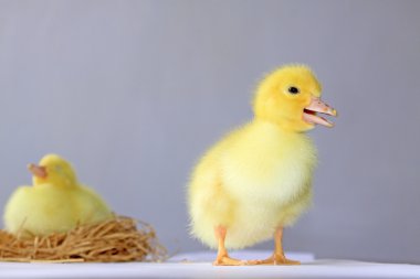 Sarı ördek yavrusu yakın çekim