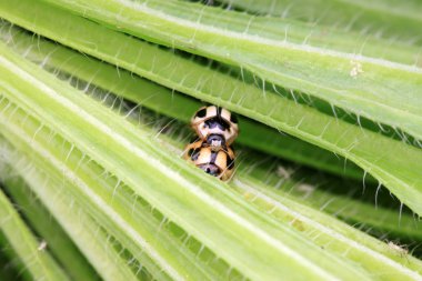 ladybugs üzerindeki yeşil yaprak