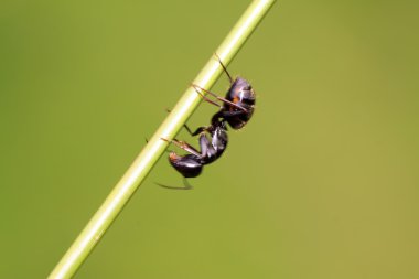 Camponotus japonicus üzerindeki yeşil yaprak,