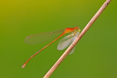 vahşi yırtıcı yusufçuklar