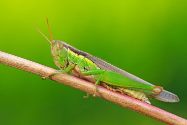 oxya bitki kök gözlemliyor