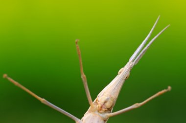 Locust yeşil zemin üzerine