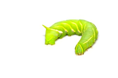 chanis bilin eata walker