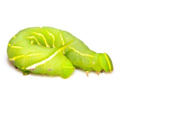 chanis bilin eata walker