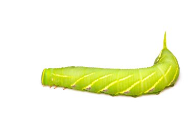 chanis bilin eata walker