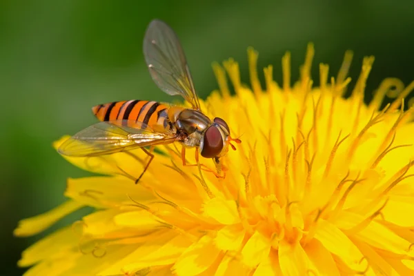 昆虫有一种叫食蚜蝇科, — 图库照片