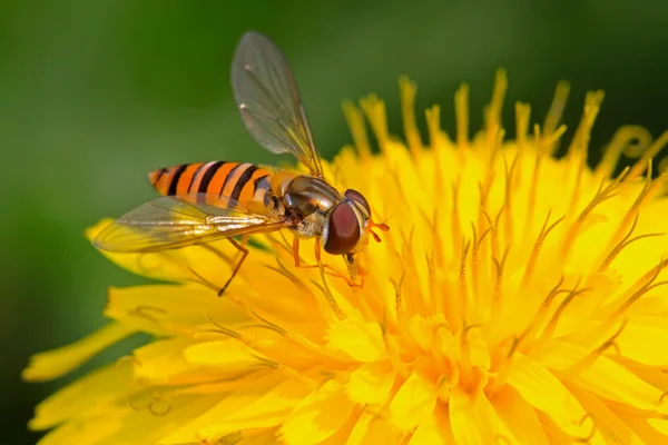 Una specie di insetto chiamato syrphidae , — Foto Stock