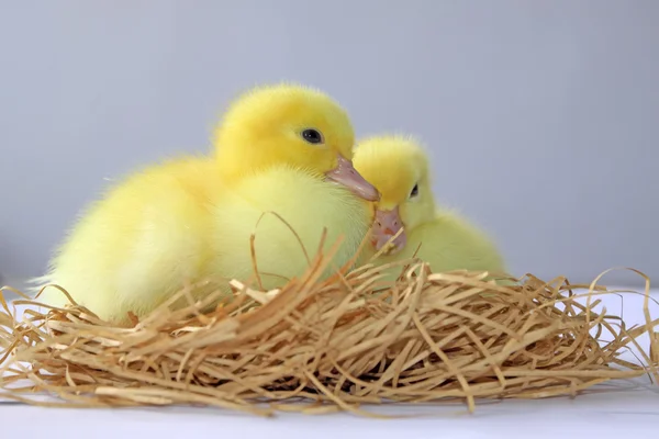 노란 ducklings의 클로즈업 — 스톡 사진