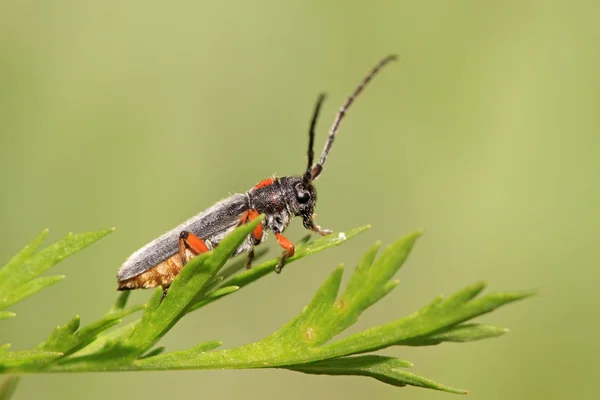 Coleoptera cerambycidae inseto — Fotografia de Stock