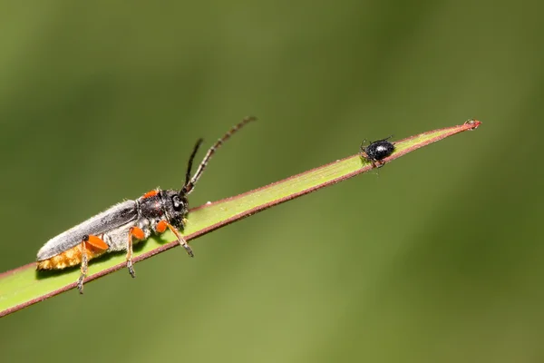 Coleoptera cerambycidae böcek — Stok fotoğraf