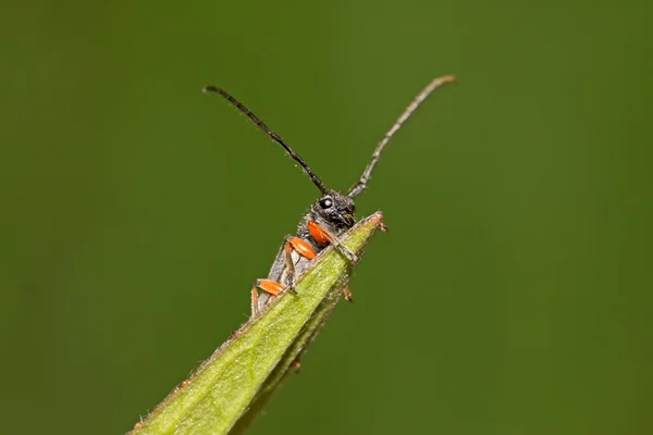 Coleoptera cerambycidae rovar — Stock Fotó