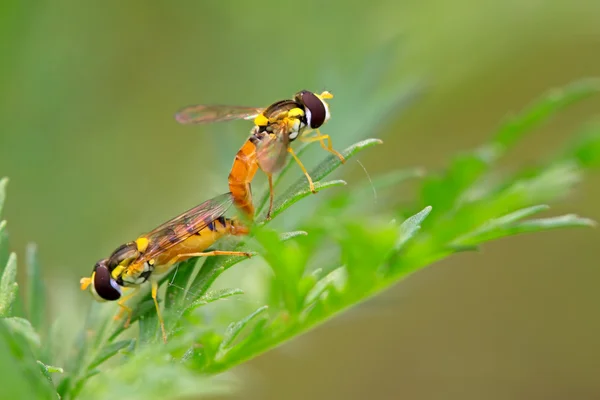 곤충의 종류 라는 syrphidae — 스톡 사진